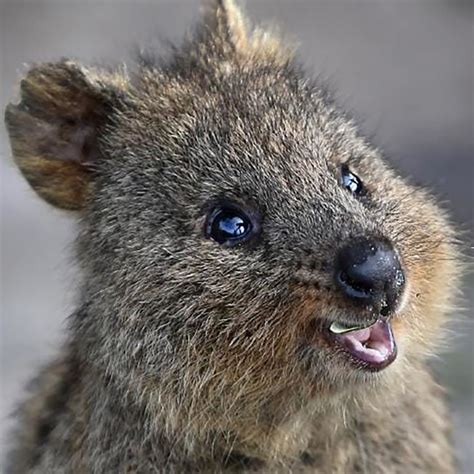 coolest animals in australia